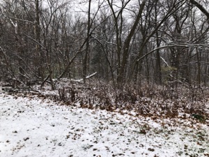IMG_8601